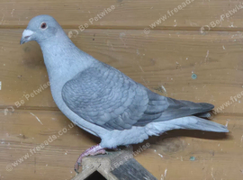 Opal spread racing pigeons