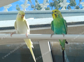 Breeding pair of budgies