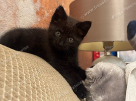 The most wonderful kitten you could wish for