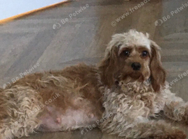 Extensively DNA clear female adult cavapoo