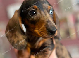 2 x Miniature Dachshund