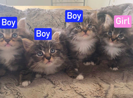 Fully Siberian kitten