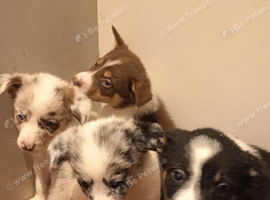Traditional and Merle Border Collie Puppies