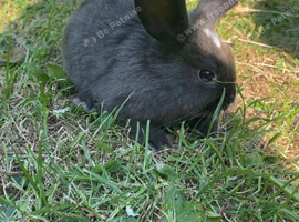 Lop bunnies collection Barnsley!!