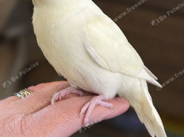 Hand reared baby Kakarikis