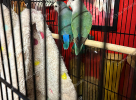 2 love birds