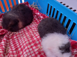 Swiss baby boars