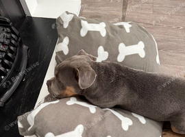Dogue de Bordeaux cross in need of loving home