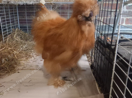 USA Silkie breeding pair