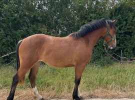 Lovely weight carrying yearling, well handled