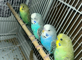 2026 black winged budgies