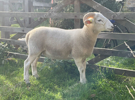 Pedigree Wiltshire Horn Ram Lambs available