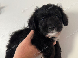 Toy poodle x miniature jack boys