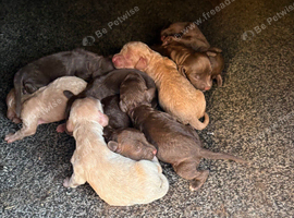 Cockapoo puppies 4 available
