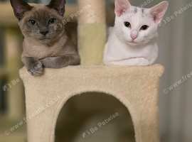 Tilly the russian white/siamese
