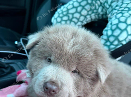 Boy