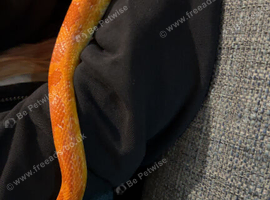 Corn snake with vivarium