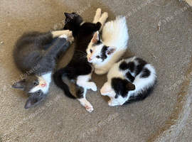 Kitten for sale