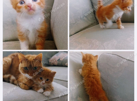 Kittens mixed breed