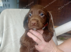 Sprocker puppies