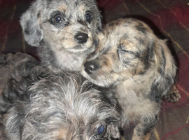 Toy poodle cross miniature dacshund