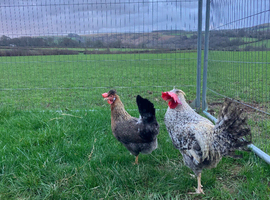 Breeding pair of cream legbars