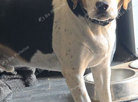 Beagle