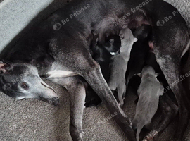 2 LEFT! Collie/Whippet/Grey Lurcher Puppies