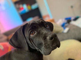 Cane Corso for re homing