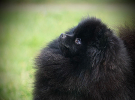 ** Beautiful black adult female for forever home **