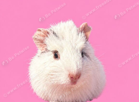 Gorgeous guinea pigs