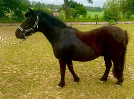 show/Lead rein pony