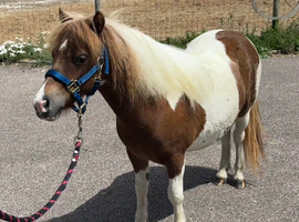 Yearling Mini Filly