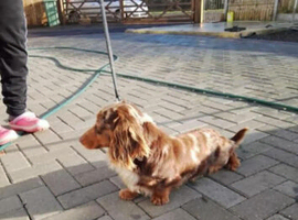 Dash hound