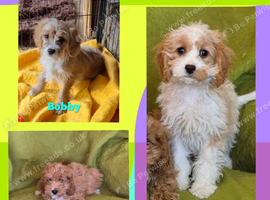 Beautiful Cavapoo Puppies