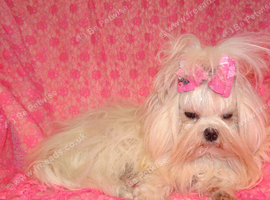 Gorgeous Babydoll KC Registered Korean Maltese Girl 2 Years Old