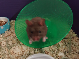 Brownies syrian hamster babies