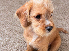 Cavapoo Terrier pup