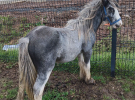 Yearling colt