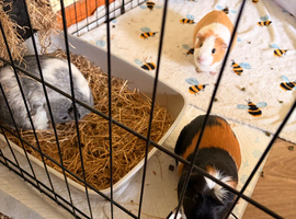 5 guineas and full indoor setup