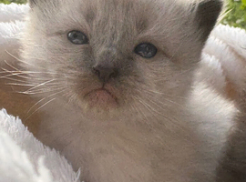 New  pawpatches needed