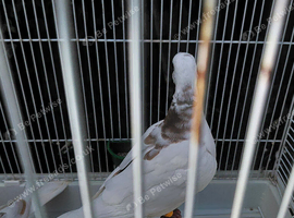 Barbary doves for sale.