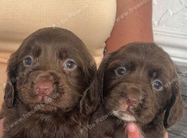 7 Cocker spaniel