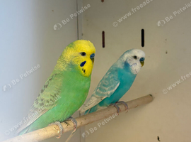 2 Cock Budgies