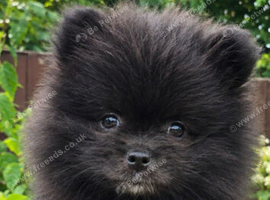 Beautiful Black Pomeranian Boys Looking for Loving Homes