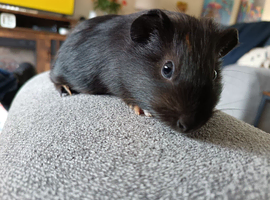 2 female guinea pig