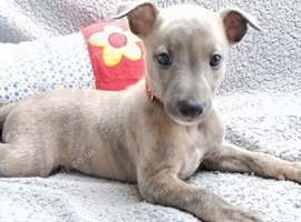 KC reg - Blue Brindle whippets
