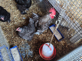 Adult trio black mottled pekins