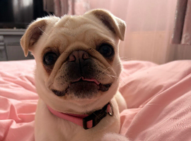 Beautiful girl pug