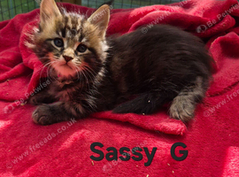 Maine Coon kittens for sale
